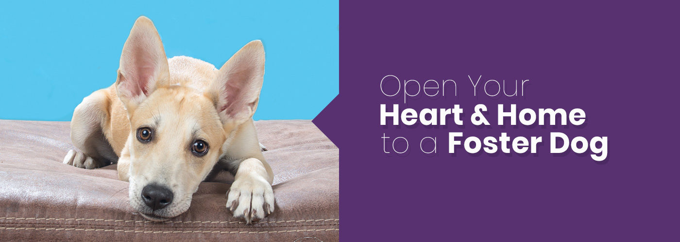 Open Your Heart & Home to a Foster Dog