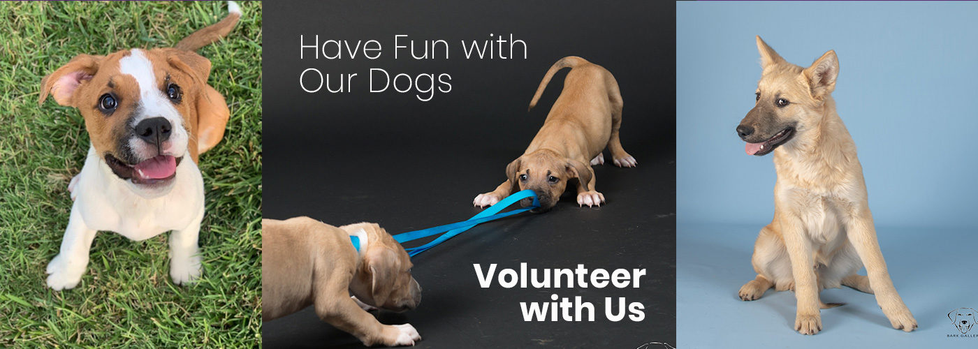 Have Fun with Our Dogs - Volunteer with Us