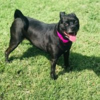 Available Dogs Wagging Tails Rescue