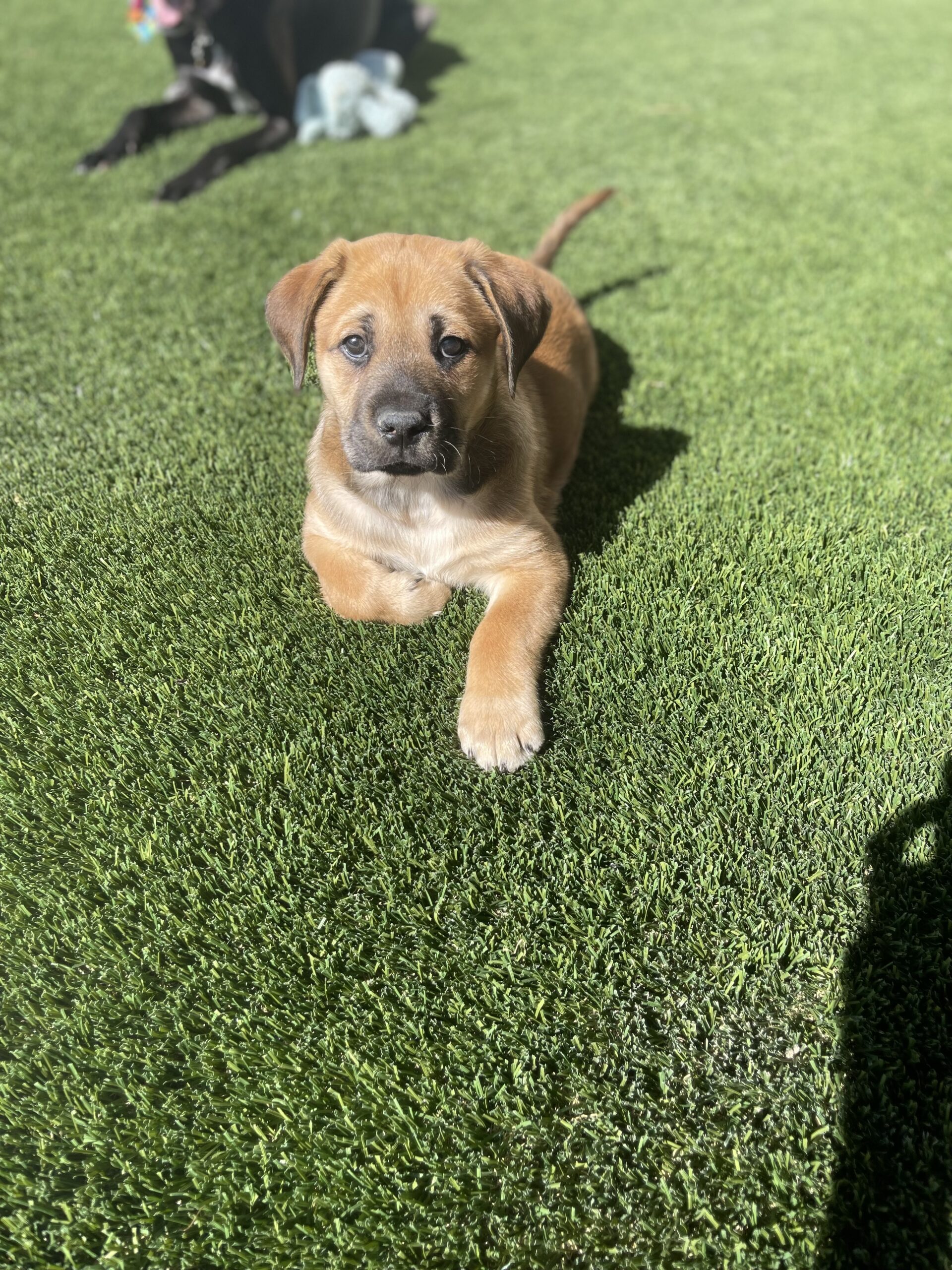 Conway – Wagging Tails Rescue