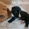Mr. Mustard