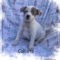Callisto