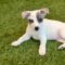 Callisto