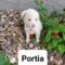 Portia