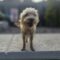 Thelma