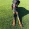 Ares
