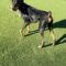 Ares